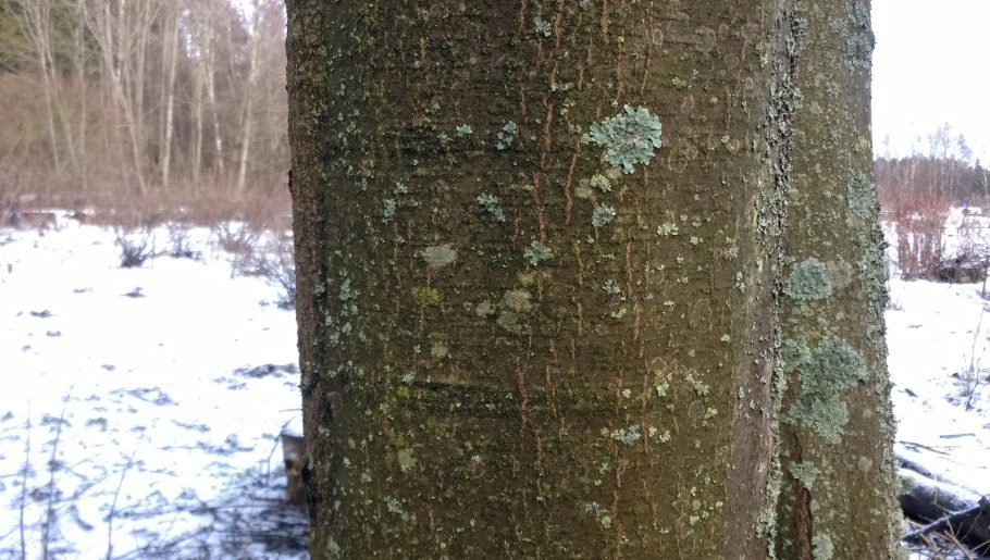 Ольха ствол дерева