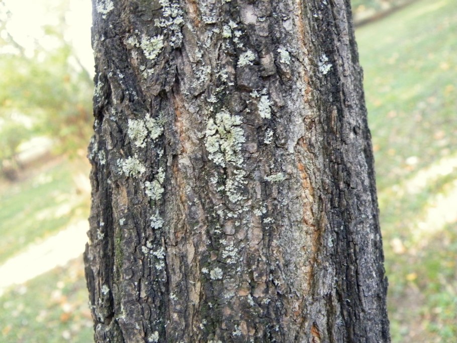 Кора ольхи и осины