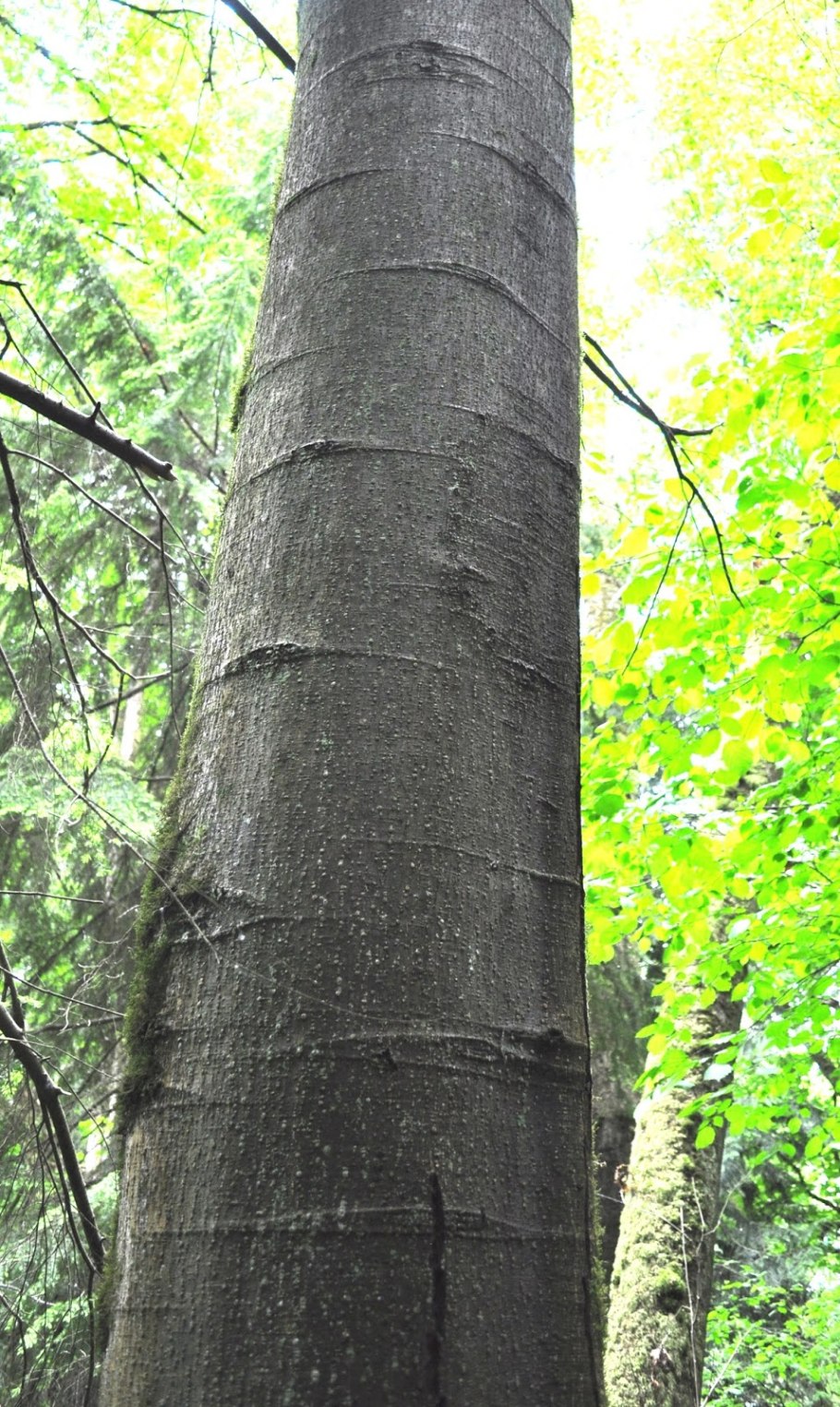 Тополь что под корой