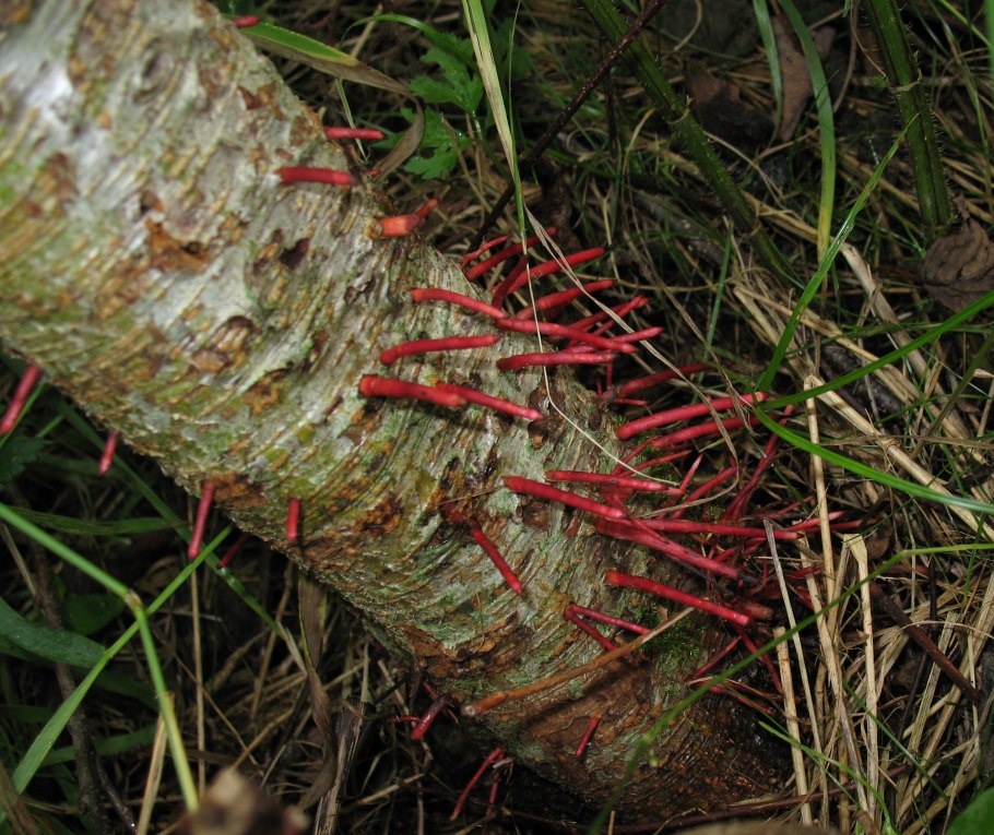 Ольха цвет коры