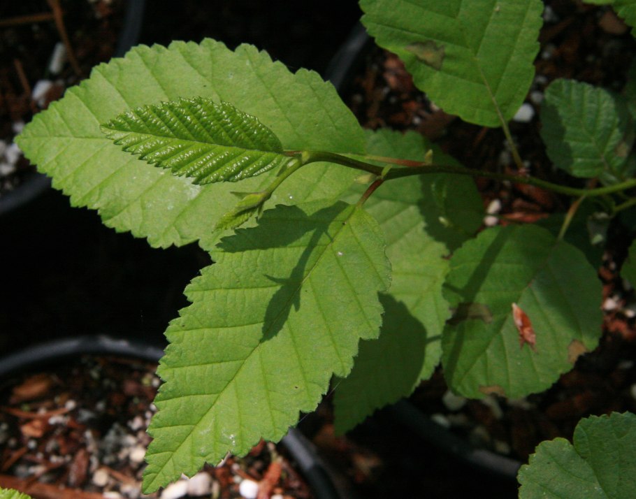 Ольха сердцевидная