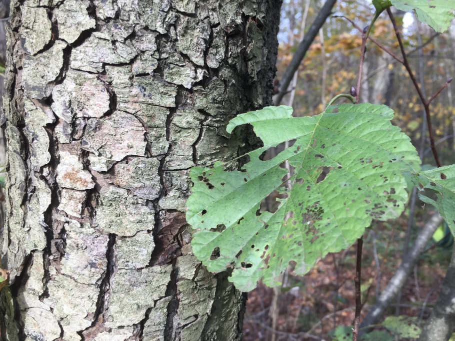 Бороздчатая кора