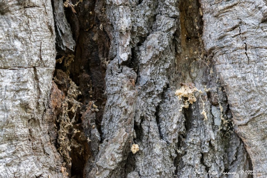 Тополь дерево кора