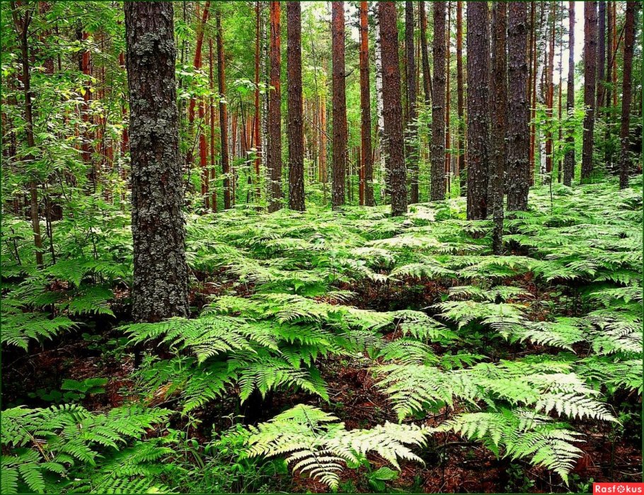 Широколиственный лес весной