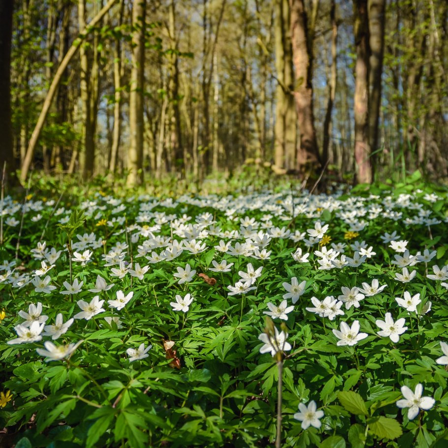 Растения болот