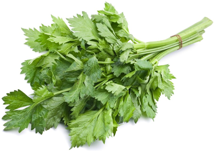 Петрушка кориандр кинза