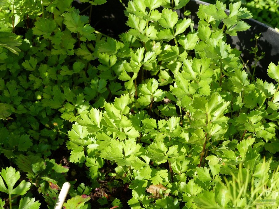 Петрушка листовая Магнум
