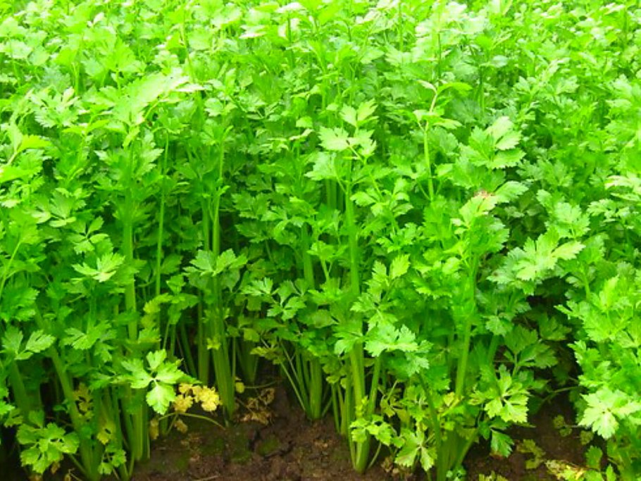 Сельдерей овощ