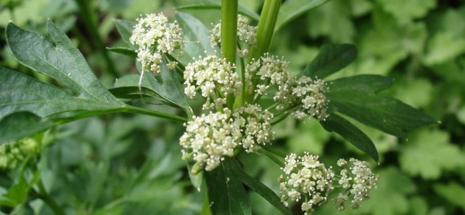 Петрушка Огородная