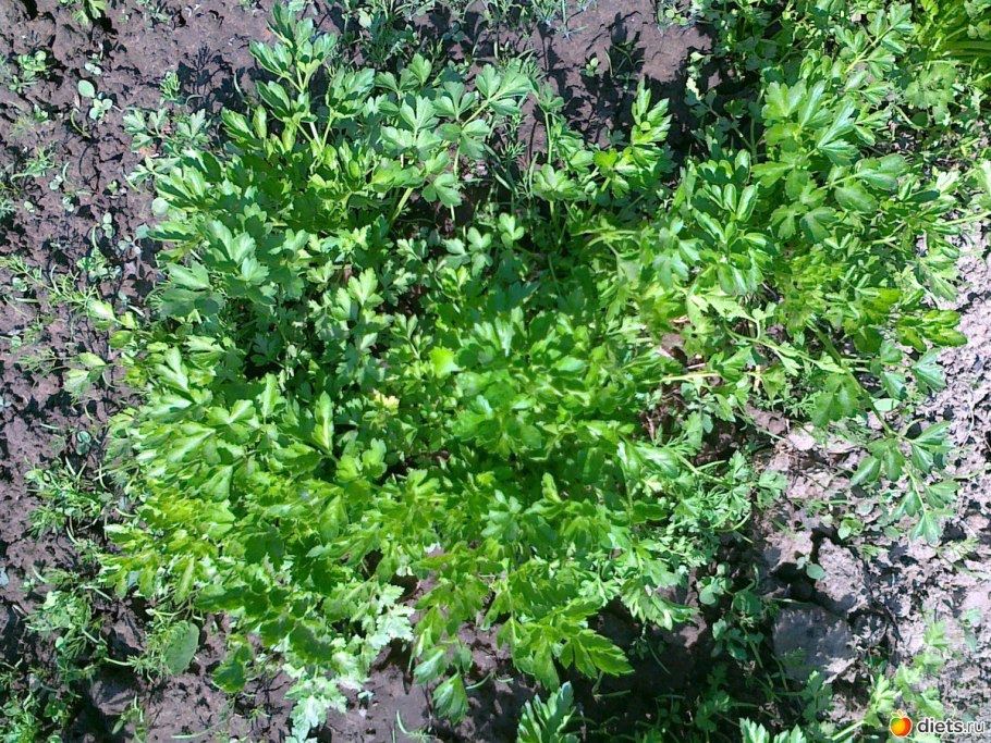 Запрет на петрушку