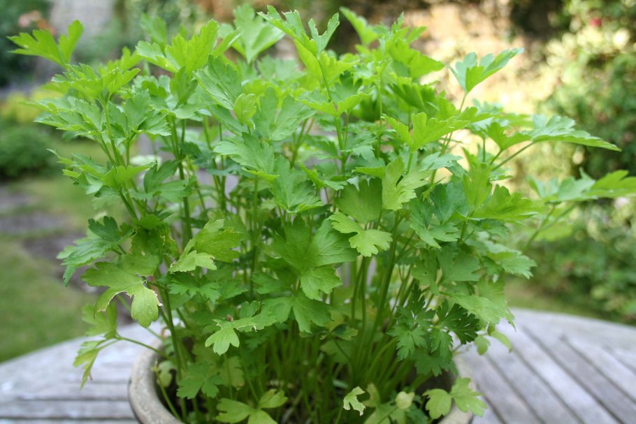 Петрушка карнавал Семко