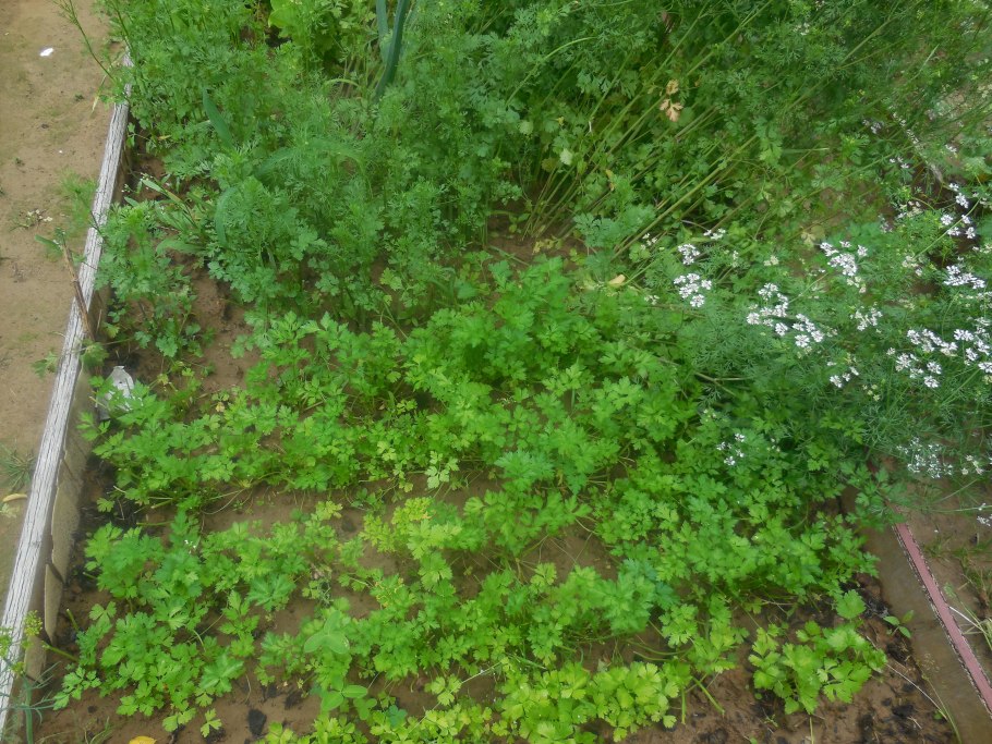 Петрушка сорта листовая скороспелая