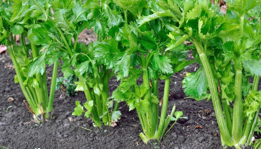 Петрушка, сельдерей, Любисток