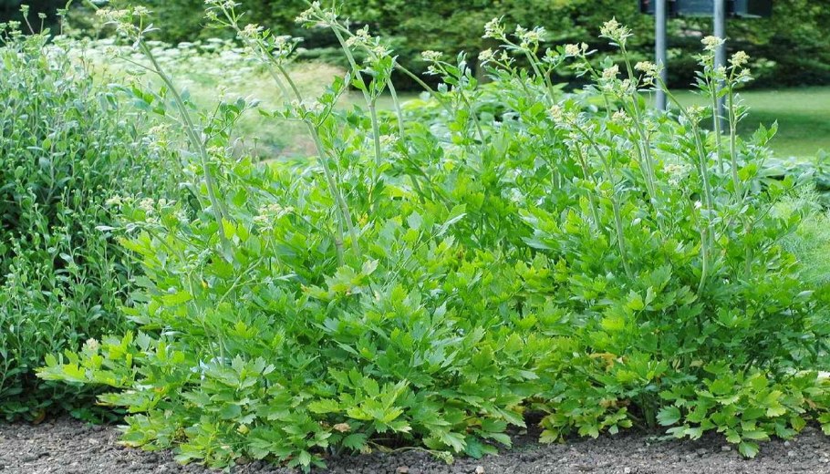 Петрушка кустовая