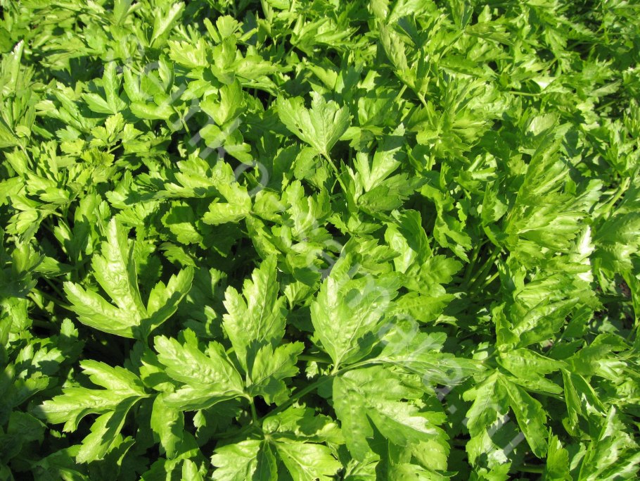 Петрушка обыкновенная листовая 2г (СЕДЕК)