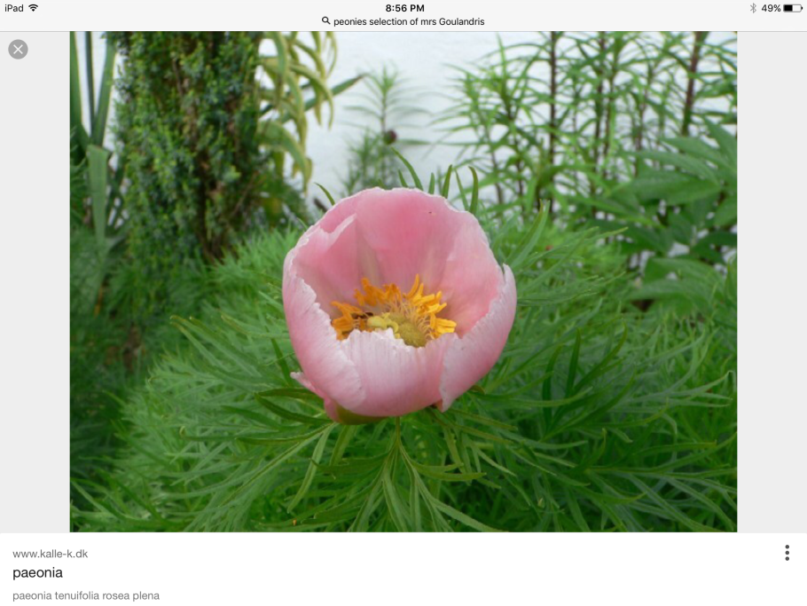 Пион tenuifolia rosea
