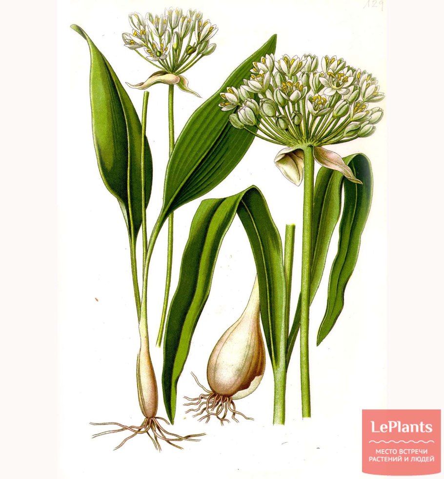 Allium ursinum черемша