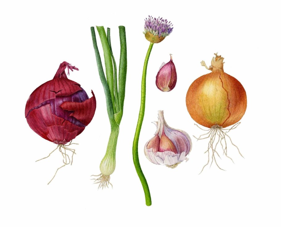 Семейство Лилейные лук репчатый