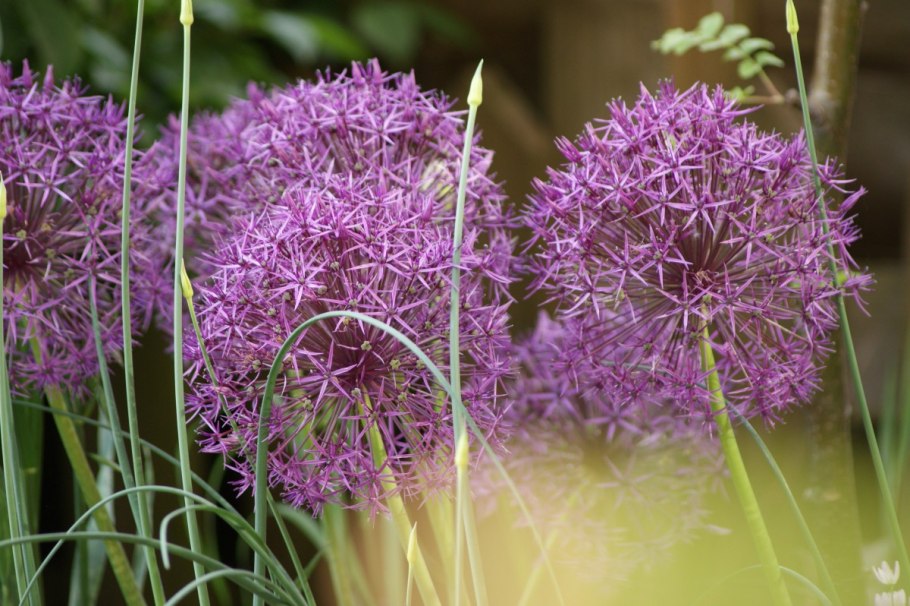 Лук красивенький - Allium bellulum Prokh.