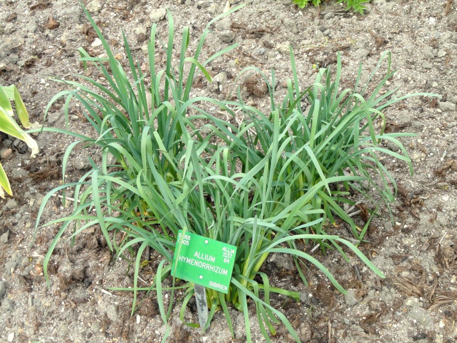 Дикий чеснок Луговой
