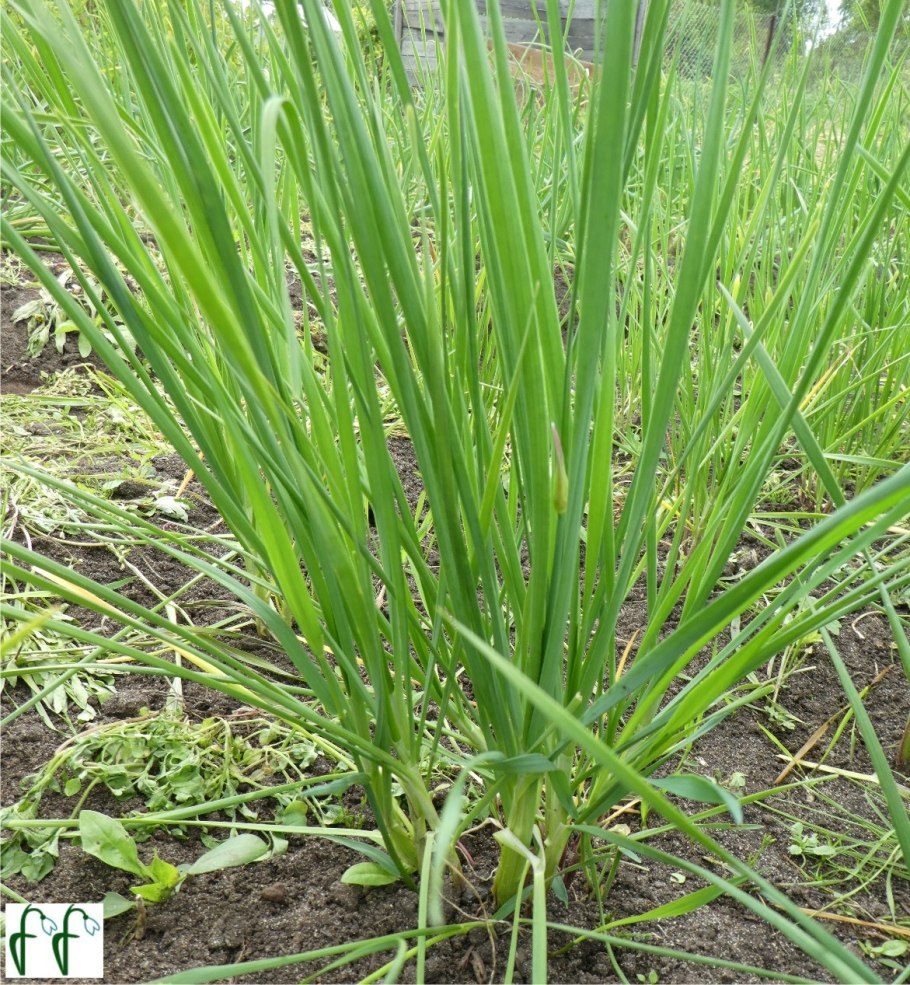 Зелень джусай