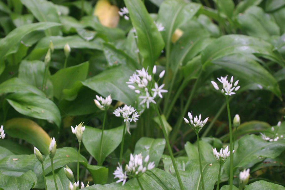 Лук туберозный китайский