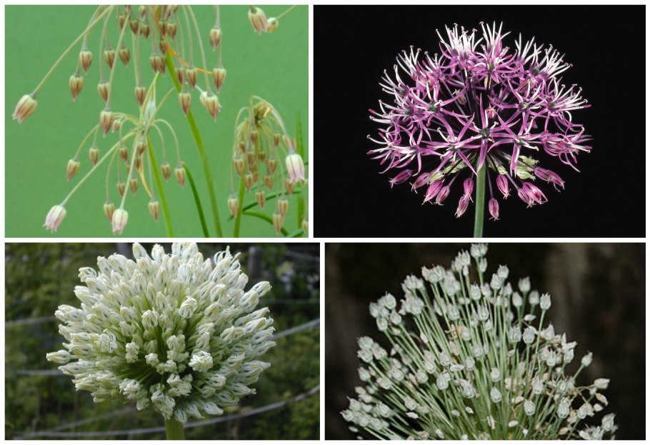 Подсемейство луковые Alliaceae