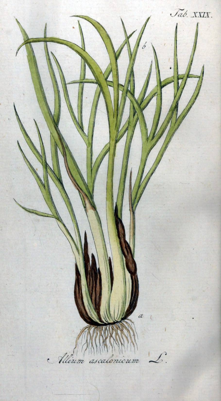 Allium ascalonicum