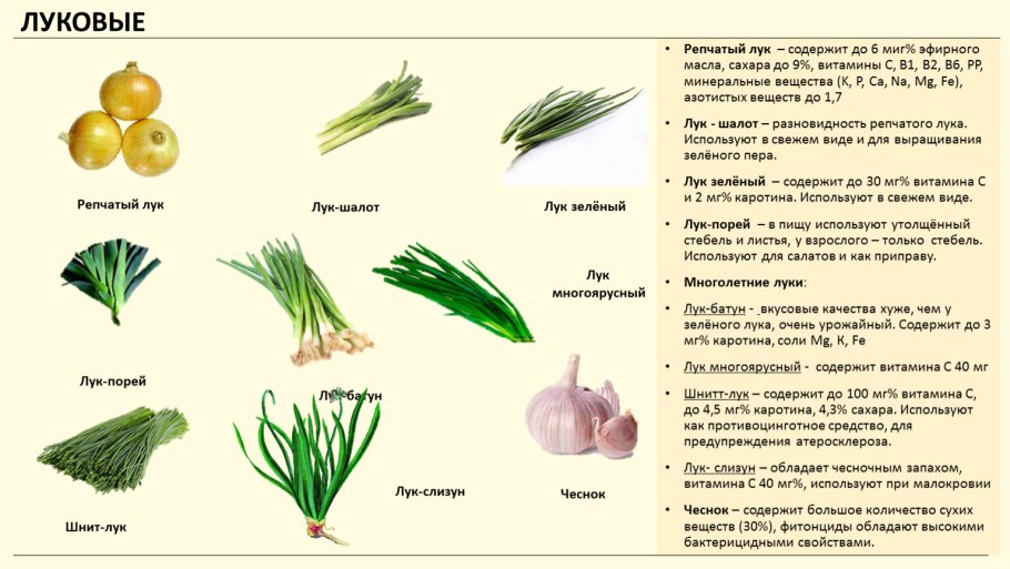 Allium Cepa — репчатый лук