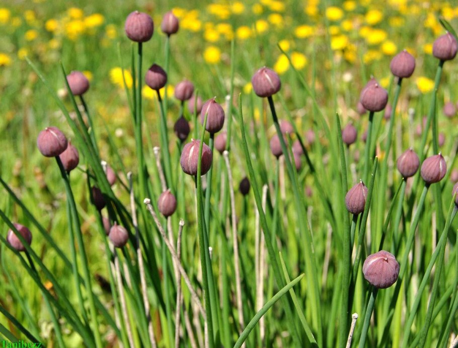 Репчатый лук полезные