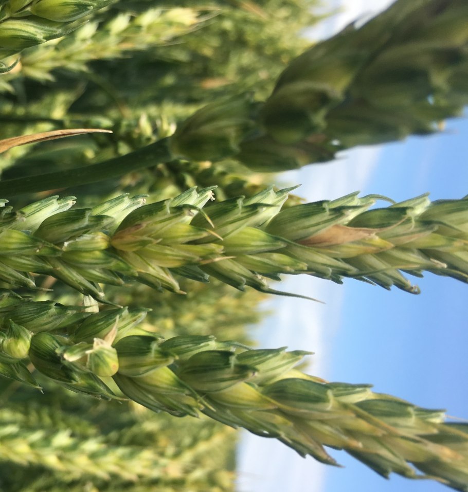 Пшеница Тимирязевка 150