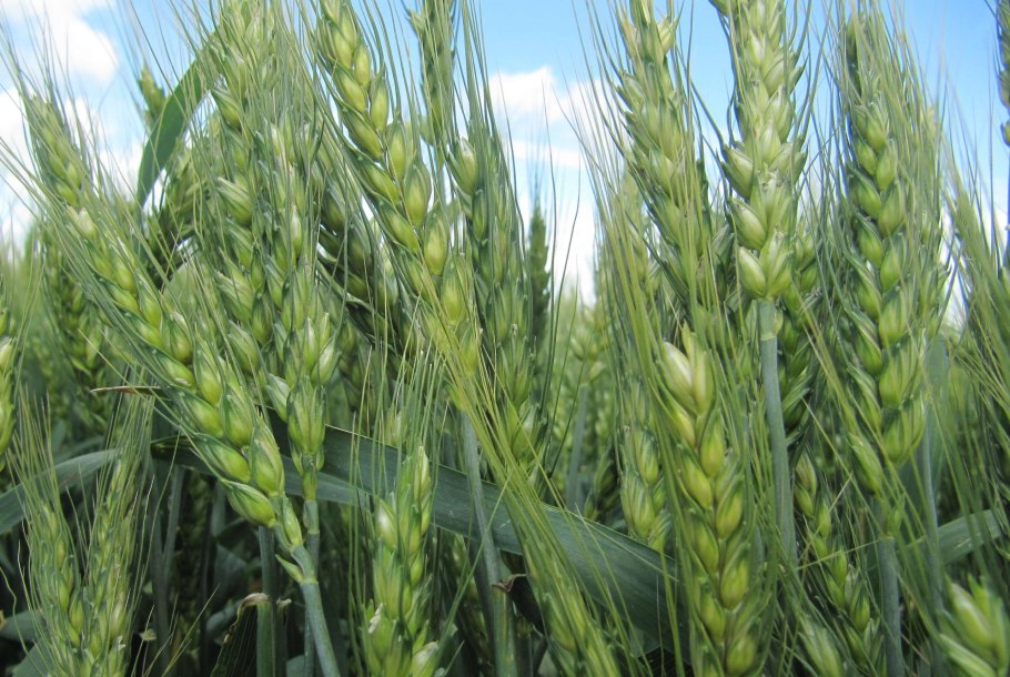 Колосья хлеба