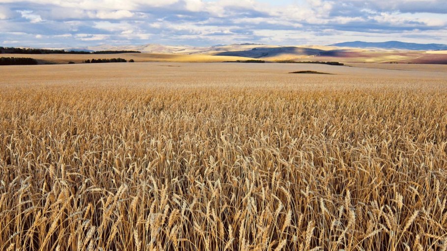 Яровой ячмень тритикале