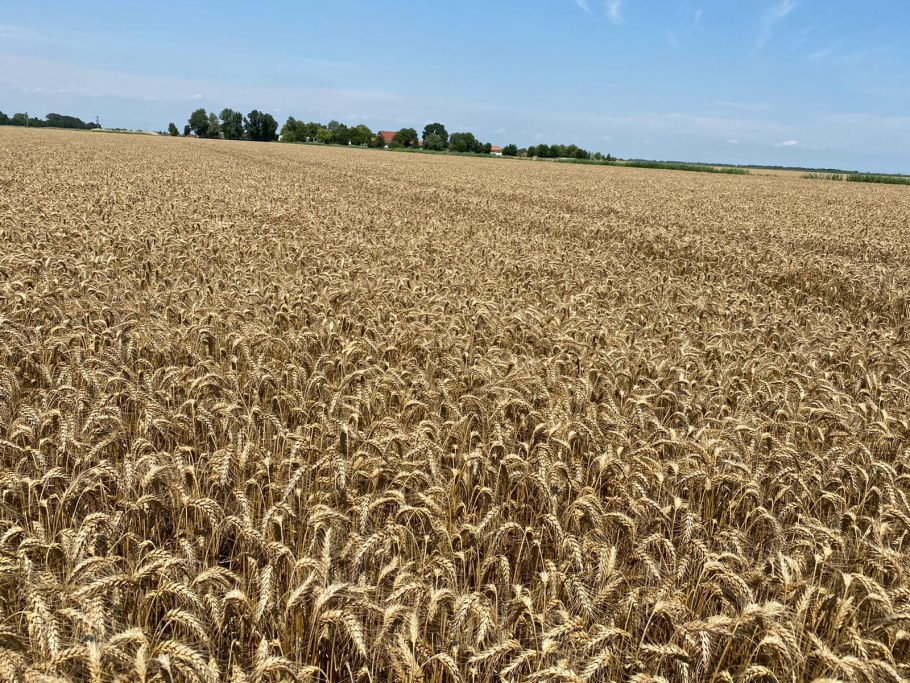 Озимая пшеница Тимирязевка