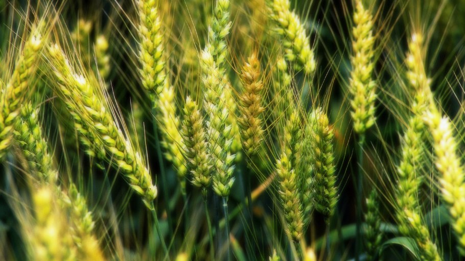 Ячмень голозерный Колос