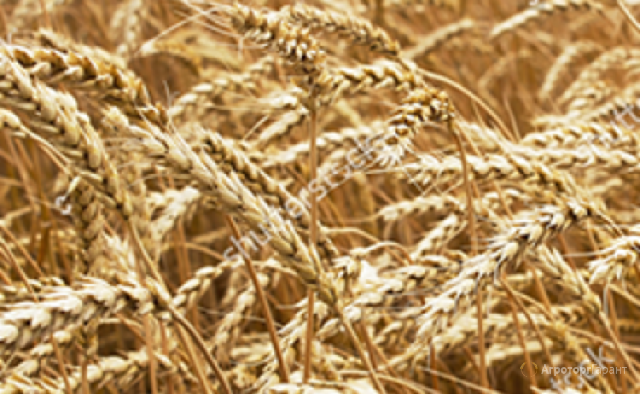 Донская Безостая озимая пшеница