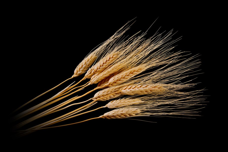 Озимая пшеница сорт Астарта