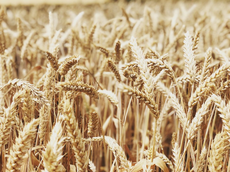 Сорта пшеницы Лукьяненко