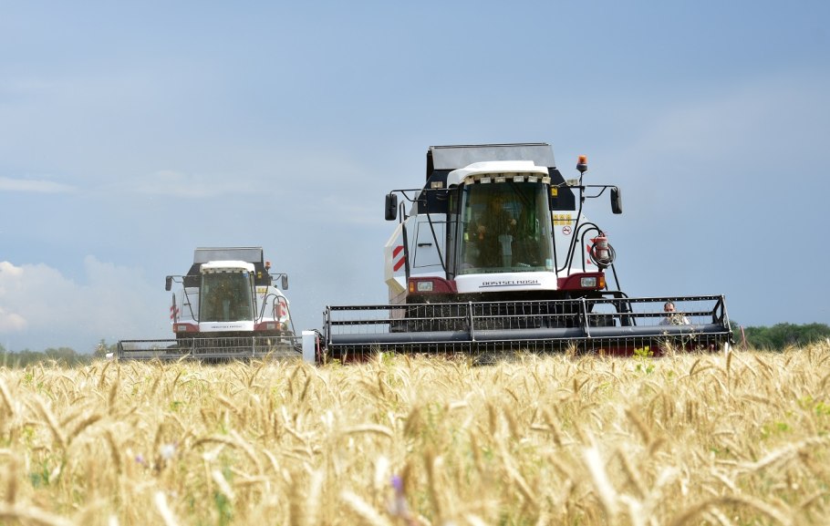 Колосья на ветру