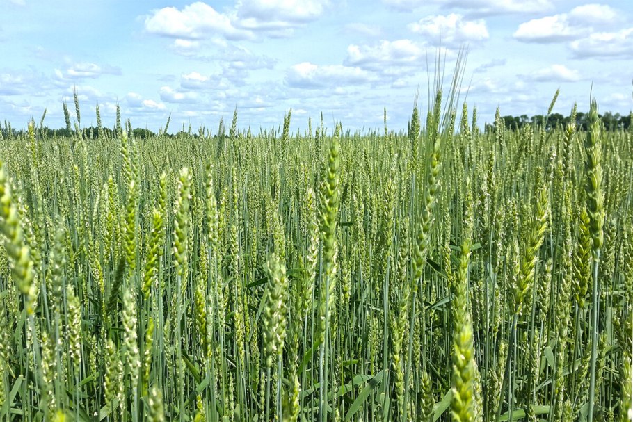Злаковые степи Ставрополь поле