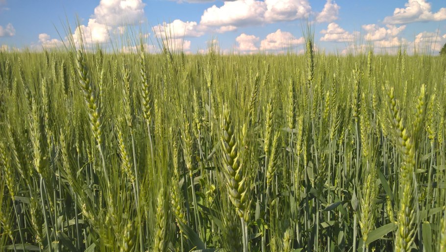 Колос озимой пшеницы Юка