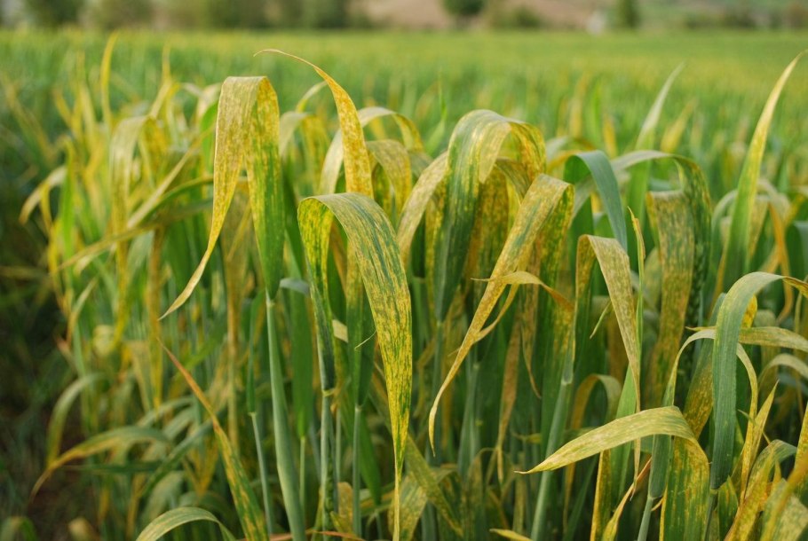 Озимая пшеница сорт Северодонецкая Юбилейная