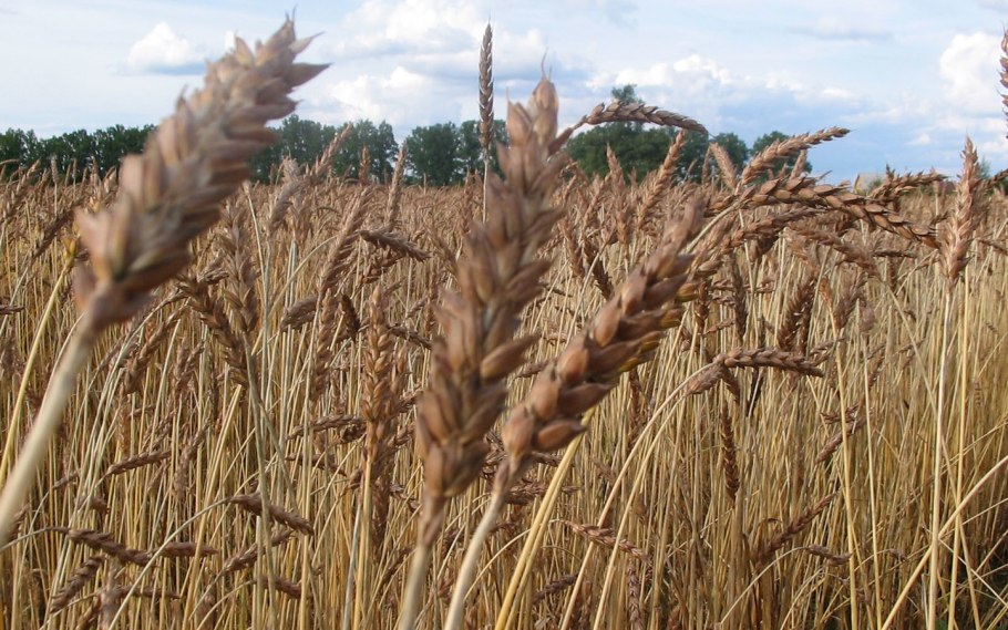 Еланчик сорт озимой пшеницы