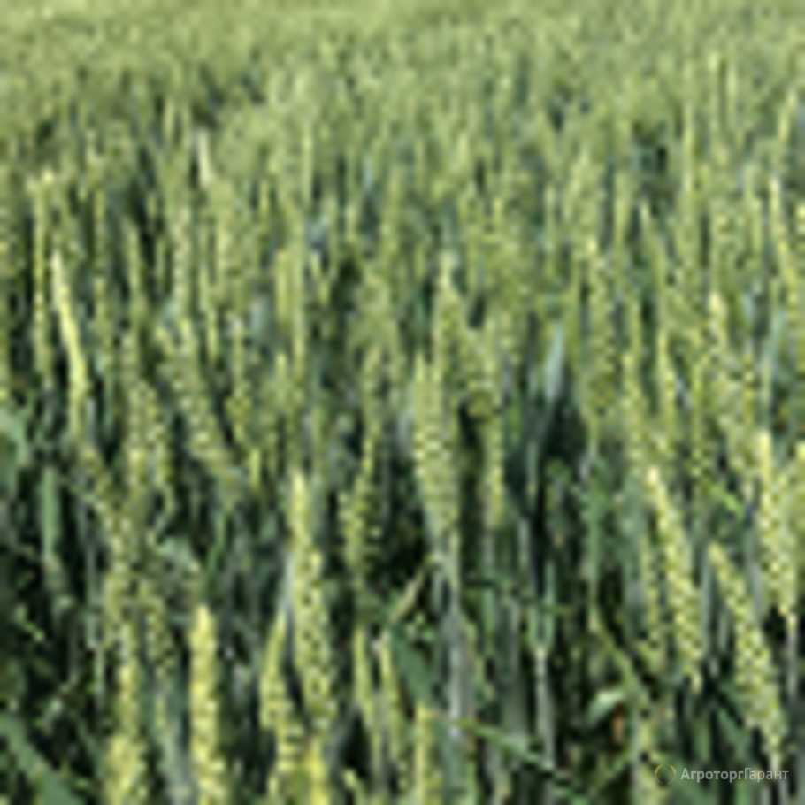 Колосья пшеницы