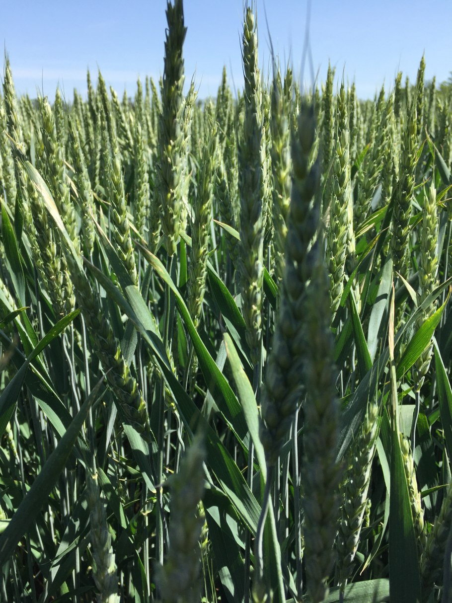 Утюг Rowenta DW 5210f1