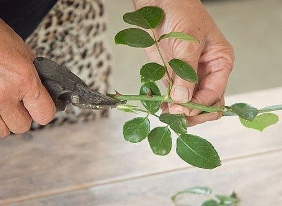 Черенок розы флорибунда