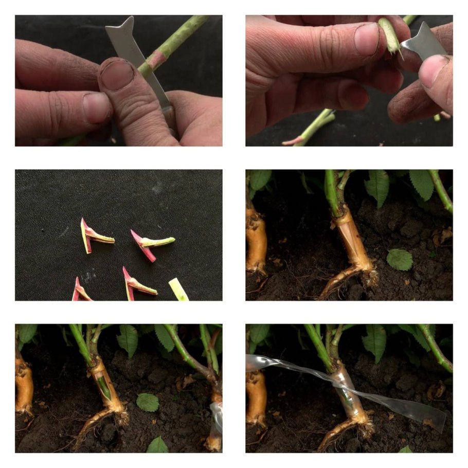 Черенки черенки роз