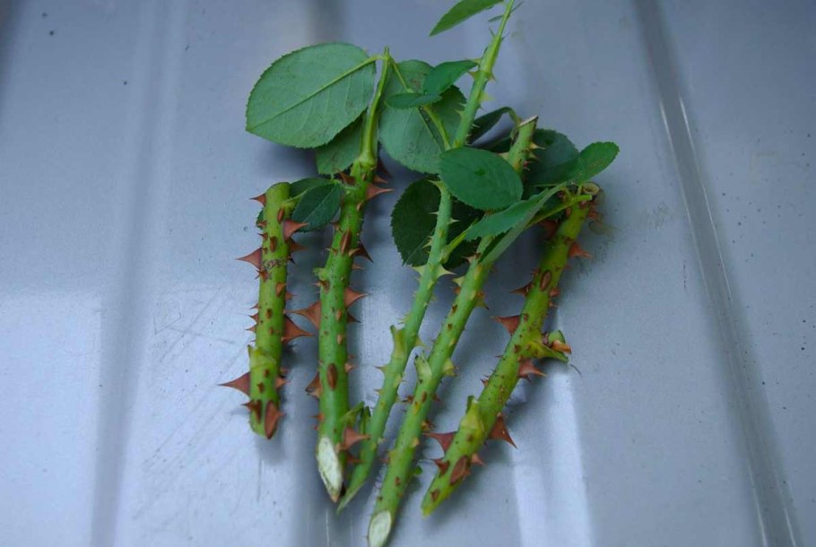 Черенкуем розы весной