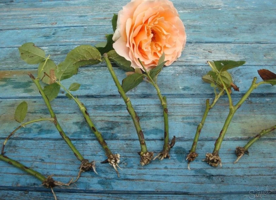 Черенки роз укоренение