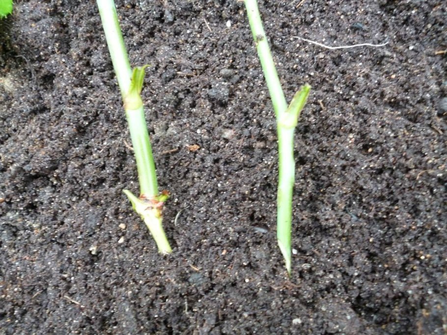 Размножение стеблевыми черенками схема